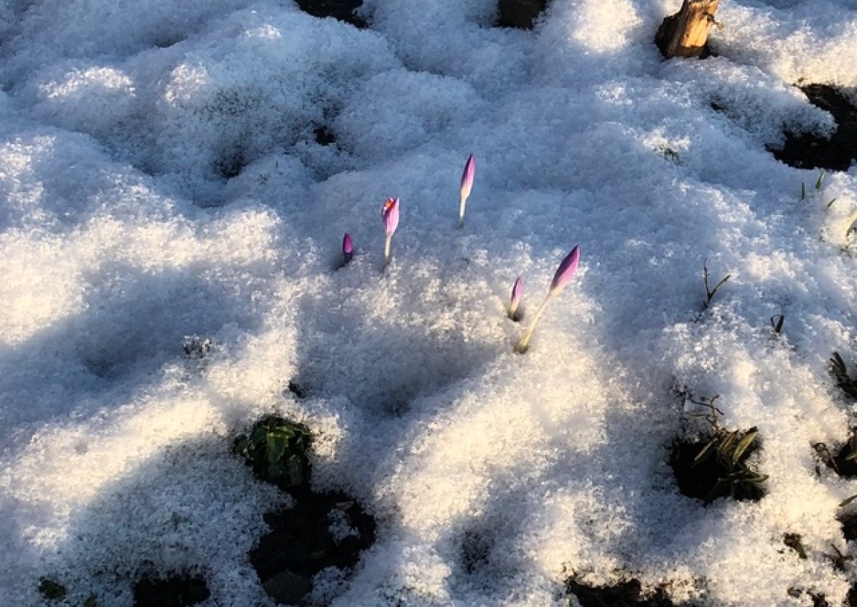 Alpenperle - Skivergnügen